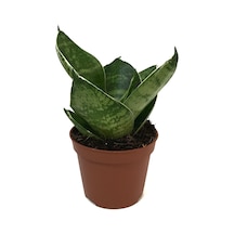 Sansevieria 'green Hahnii' Paşa Kılıcı Ø5,5 Cm H0-10 Cm