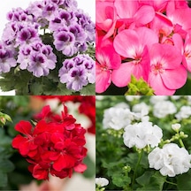 4lü Set Sardunya Çiçeği Fidanı 15-30cm Saksılı Pelargonium Flower