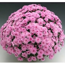 Branfountain Pink Krizantem Kasımpatı Çiçeği Fidesi 1 Adet