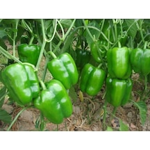 Dolmalık Biber Tohumu 300+ Tohum N118454