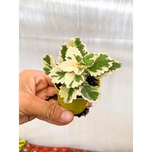 Adaçayı Kokulu Beyaz Alacalı Sukulent 10-20 Cm Saksılı Çiçekli Bodur Benjamin Variegata