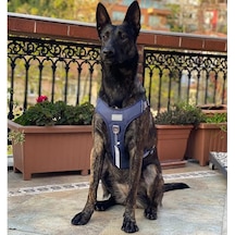 Cool Walk Premium Köpek Göğüs Tasması S Çok Renkli