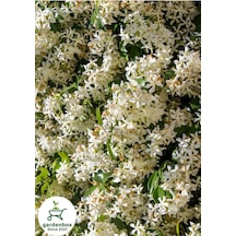 Sarılıcı Arap Yasemin Çiçeği 1 Adet Saksılı/tüplü 30-60cm Bahçe Çiçeği