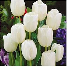 10 Adet Tulip White Seed Beyaz Renk Lale Tohumu + 10 Tohum
