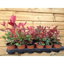 Bodur Alev Çalısı Photinia Red Nana 5 Adet