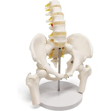 Lomber Omurlar L1-l5 Ve Femur Başları İle Erkek Pelvisi Modeli - Erkek Pelvis Maketi 01