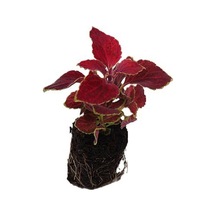 Favori Ürün Kartopu Viburnum 1 Adet+kırmızı Mandevilla 1 Adet+yaprak Güzeli Hediye Bahçe Bitkisi