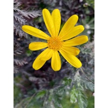 Videolu Sarı Çalı Papatyası Çiçeği Fidanı 23-40 Cm Saksılı Çiçekli Bodur Bitkiler Euryops Pectinatus