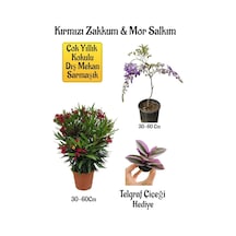 Kırmızı Zakkum Fidanı+mor Salkım Ağacı Fidanı Telgraf Çiçeği Bahçe Peyzaj Seti