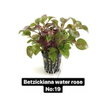 Betzickiana Water Rose No:19