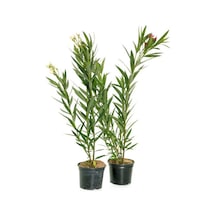 Videolu Zakkum Fidanı 2 Adet Pembe-beyaz Saksılı/tüplü 70-100cm Dış Mekan Oleanders