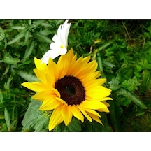 Süs Ayçiçeği Tohumu 10+ Tohum N116798