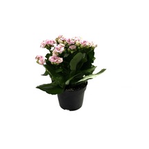 Kalanchoe Calandiva 'Pink' (Kalanşo Çiçeği) Ø10,5 CM Y15-20 CM