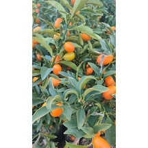 Yenilebilir Süs Portakalı Kamkat Kumkuat Fidanı 100/120cm