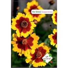 Kız Gözü Çiçeği Tohumu 100 Adet N112539