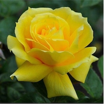 Videolu Landora Gül Fidanı Sarı Renkli 10-15 Cm 1 Adet Saksılı Aşılı Gül Yellow Rose
