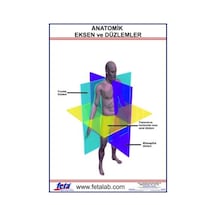 Anatomik Eksen ve Düzlemleri Gösteren Eğitim Plakası