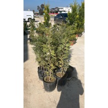Leylandi Fidanı - Cupressocyparis Leylandii