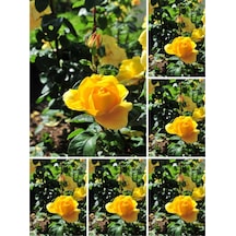 Videolu Landora Gül Sarı Renkli 30 60 Cm 1 Adet Saksılı Aşılı Gül Fidanı Yellow Rose