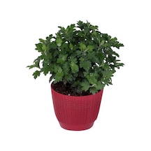 Turuncu Renk 10-20 Cm Kasımpatı