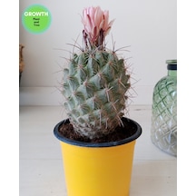 Coryphantha Pseudoechinus Kaktüs 1 Adet