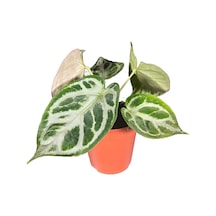 Anthurium 'silver Blush' Ø12 Cm 20-25 Cm