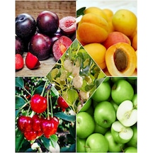 5 Çeşit Meyve Fidanı Vişne , Kırmızı Erik , Dut, Kayısı ve Y Elma