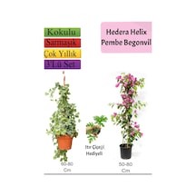 Hedera Hex Sarmaşığı+ Pembe Begonvil+ Itır Çiçeği
