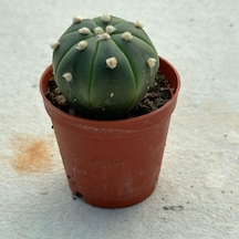 5.5 Lik Saksıda Echinopsis Subdenudata Paskalya Zambağı Kaktüsü