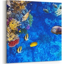 Olla 25x25 Cm 12096k Akvaryum / Balık Görseli Kare Kanvas Tablo