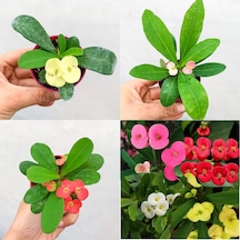 Mini Saksılı Diken Çiçeği Milli Çiçeği Set 3 Adet Sarı Kırmızı Pembe 5cm-15cm