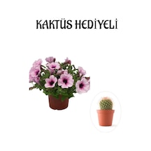Kadınlar Gününe Özel Askılı Açık Pembe Petunya Çiçeği Kaktüs Hediyeli