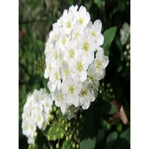Videolu 3'lü Beyaz Renk Ispirya Çiçeği Fidanı 30-60 Cm Tüplü Çiçekli Bodur Bitkiler Spiraea