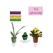 3'lü Set Tek Dikim Kılıç+sarı Kalanşo+hediyelik Fesleğen Çiçeği