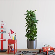 Znv Zenvia Mey İthalat Saksılı Bitki Tasarımlı Yapışkanlı Sticker Resim 90 30 Cm Mc-665 Znv2025 Cmn Renkli