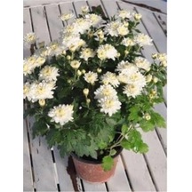 Beyaz Kasımpatı Krizantem Chrysanthemum Saksılı 10-20 Cm