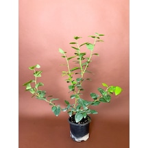 Yaban Mersini Vaccinium Corymbosum 70 Cm Saksılı Meyve Fidanı