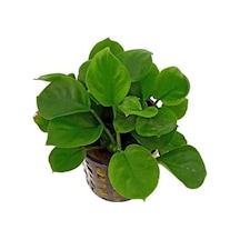 Anubias Barteri Round Golden Coin 5-6 Yapraklı Canlı Bitki
