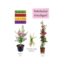 Pembe Oya Ağacı+ Kırmızı Begonvil+ Kurdele Çiçeği Hediyeli