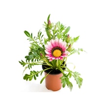 Pembe Beyaz-pembe- Sarı Renk Gazanya Çiçeği 3 Adet Saksılı 10-20cm Teras Çiçeği