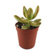 Sedum Adolphi (Sukulent) Ø5,5 CM Y0-10 CM