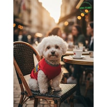 Kırmızı Yürüyen Karizma Yazılı Kedi Ve Köpek Kıyafeti Tişörtü Elbisesi Xsmall/xs/beden 0