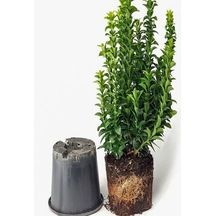 Videolu Yeşil Çıtır Taflan Çiçeği Fidanı 1 Adet Saksılı 20-40 Cm Çit Bitkisi Prunus Laurocerasus