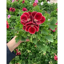 Ceylan Gözü Sardunya Fidanı Koyu Kırmızı 10-20 Cm
