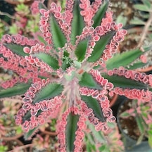 Pembe Aşkın Gözyaşı Çıcegi 5.5 Cm Saksıda 5-15cm Degişen Boyutta