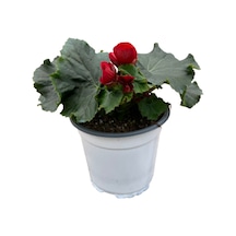 Begonia Elatior 'red' Katmerli Begonya