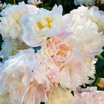 Beyaz Peonies Festiva Şakayık Çiçeği Yumrusu 1 Adet