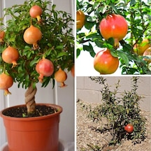 Videolu 1 Adet Bodur Süs Narı Fidanı 25-40 Cm Saksılı Çiçekli Bodur Bitkiler Dwarf Pomegranate