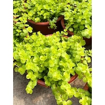 Sarı Çiçekli Altın Kolye Sarı Kız Çiçeği 20-40cm 1 Adet Saksılı Lysimachia Nummulari