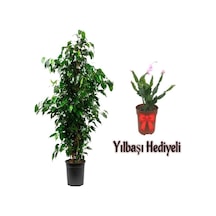 Videolu Yeşil Benjamin Bitkisi 80-100cm 1 Adet Saksılı Yılbaşı Çiçeği Hediyeli İç Mekan Ev Bitkisi